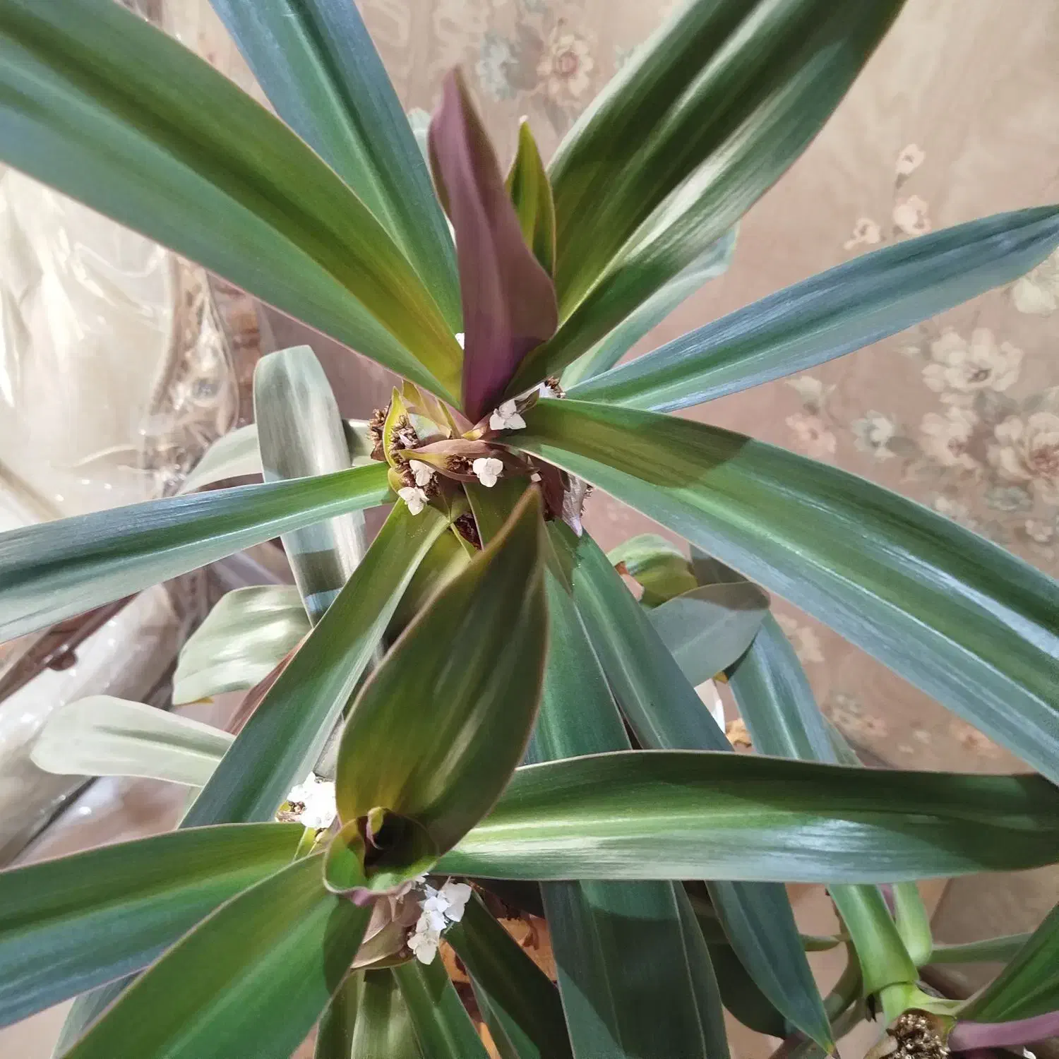 گل آپارتمانی|گل و گیاه طبیعی|کرج, کوی کارمندان جنوبی|دیوار