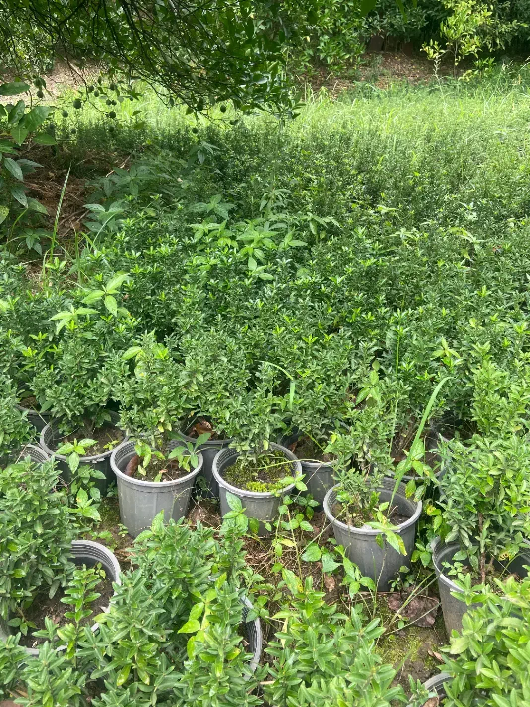 انواع گلهای فضای باز|خدمات باغبانی و درختکاری|واجارگاه, |دیوار