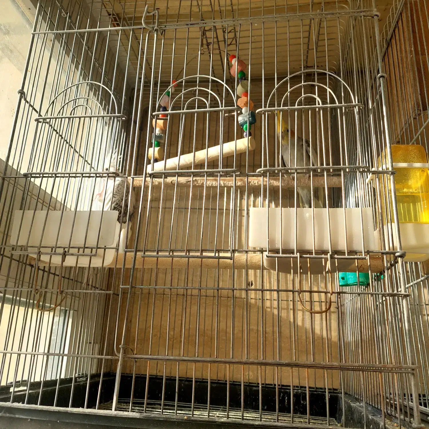 عروس هلندی مولد|پرنده|دماوند, گیلاوند|دیوار