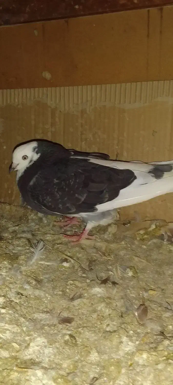 کبوتر دوکت ماده|پرنده|درگهان, |دیوار