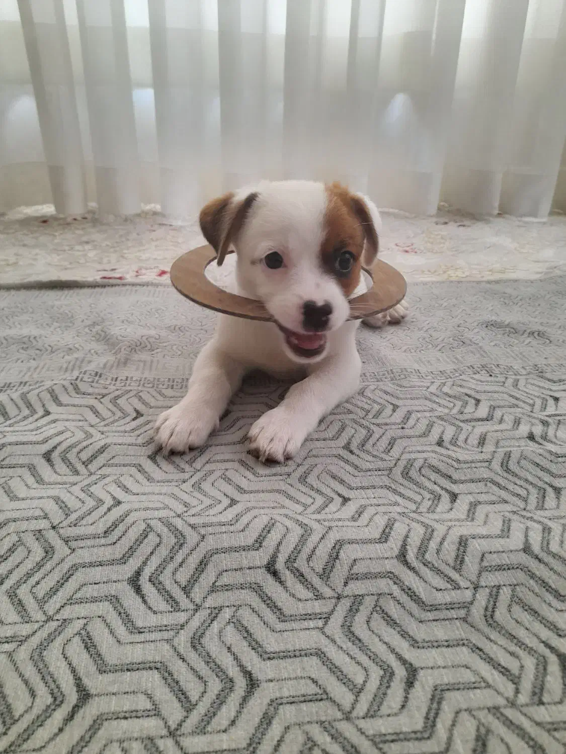 واگذاری سگ|سگ|کرمانشاه, |دیوار