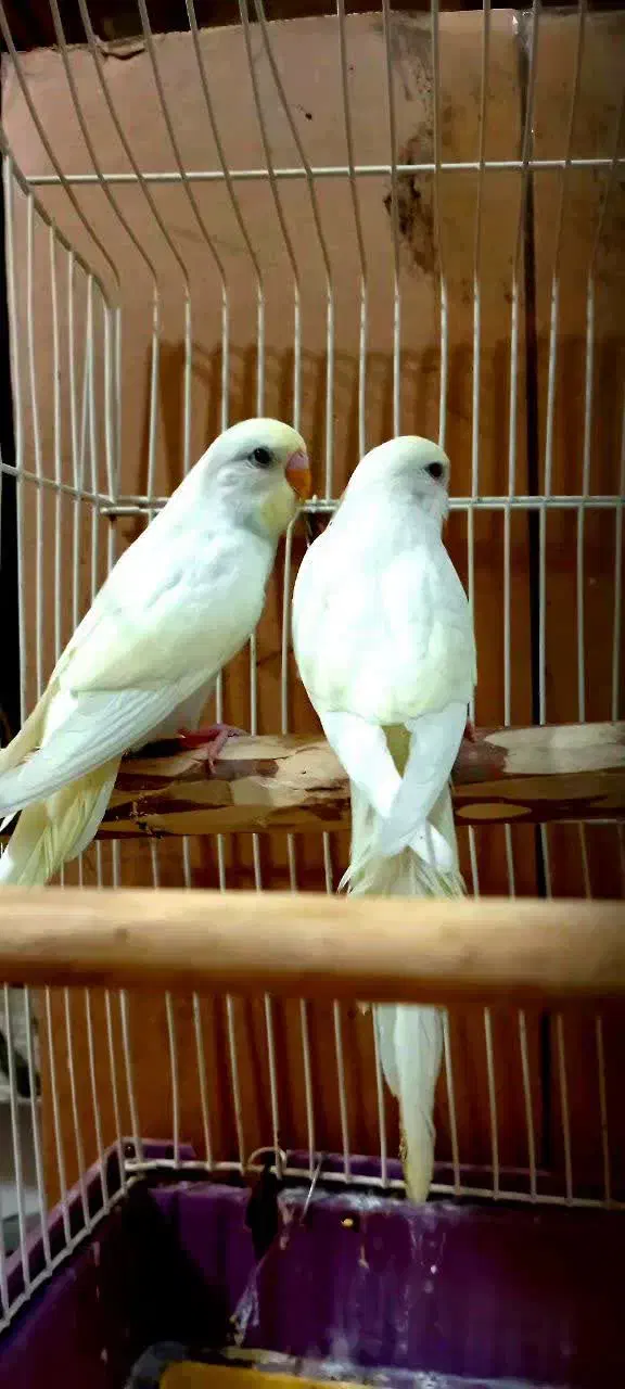 مرغ عشق کوتوله فنچ عروس هلندی|پرنده|قم, نخودی|دیوار