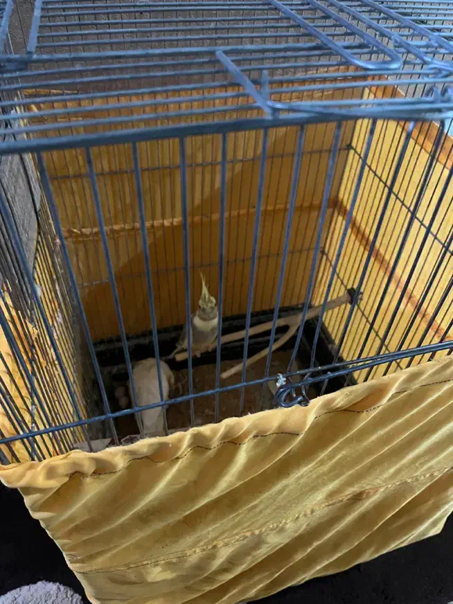 عروس هلندی|پرنده|پاکدشت, پاکدشت (مامازند)|دیوار