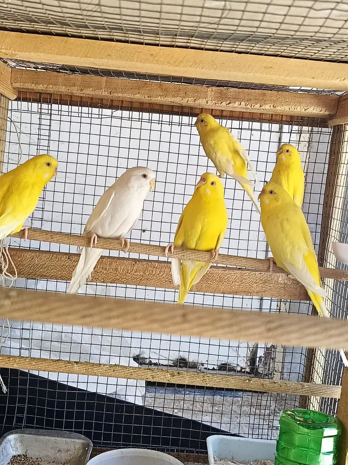 مرغ عشق هلندی چشم قرمز|پرنده|زرقان, |دیوار