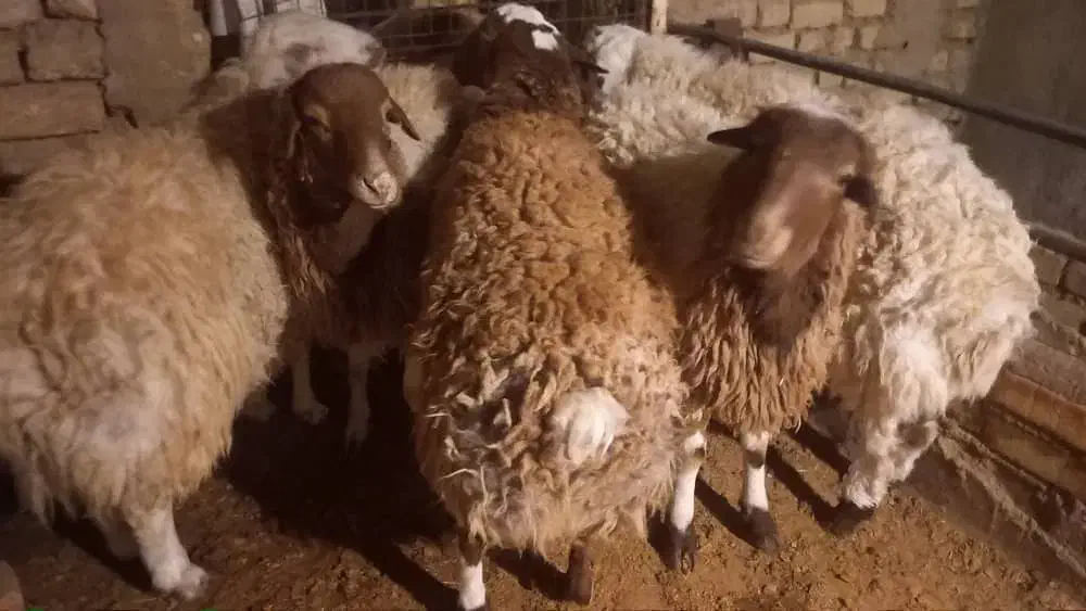 بره نر|حیوانات مزرعه|گلپایگان, |دیوار