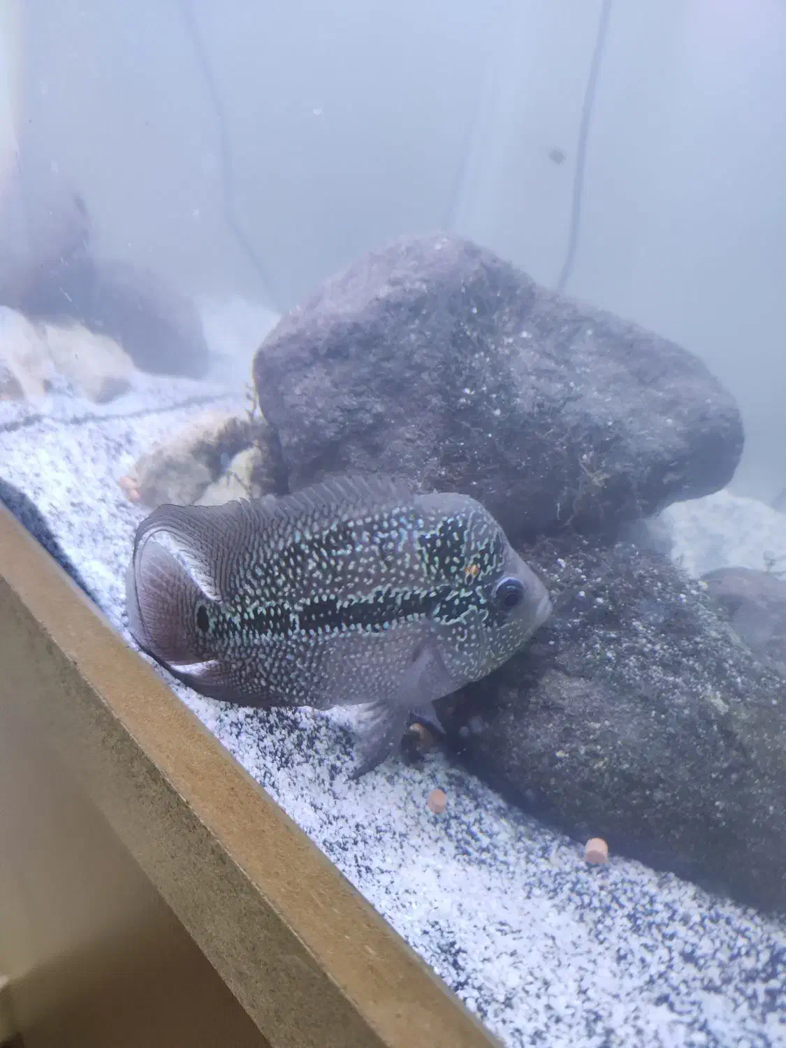 فلاور|ماهی|صباشهر, |دیوار