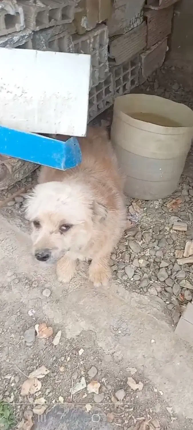 حیون|سگ|نظرآباد, احمد آباد|دیوار