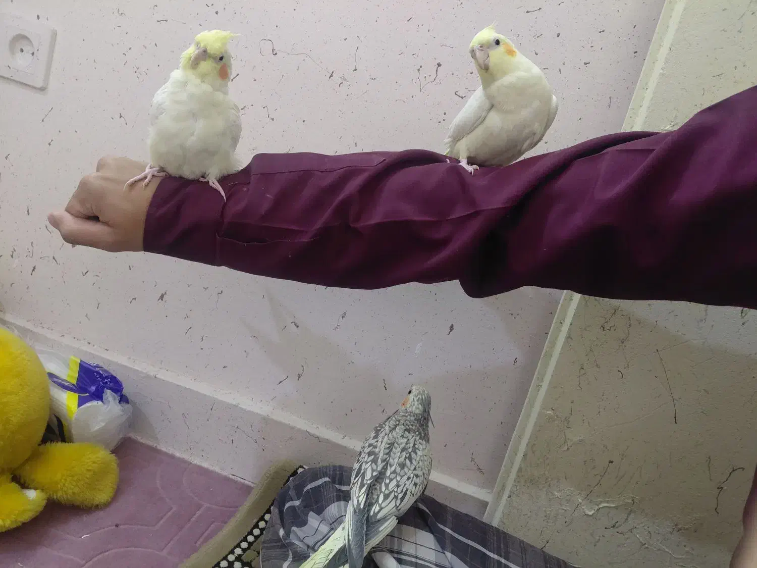 عروس هلندی|پرنده|مشهد, آزادشهر|دیوار