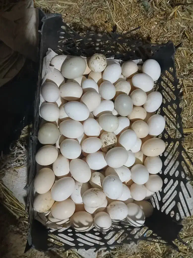 تخم مرغ|خوردنی و آشامیدنی|کارون, |دیوار