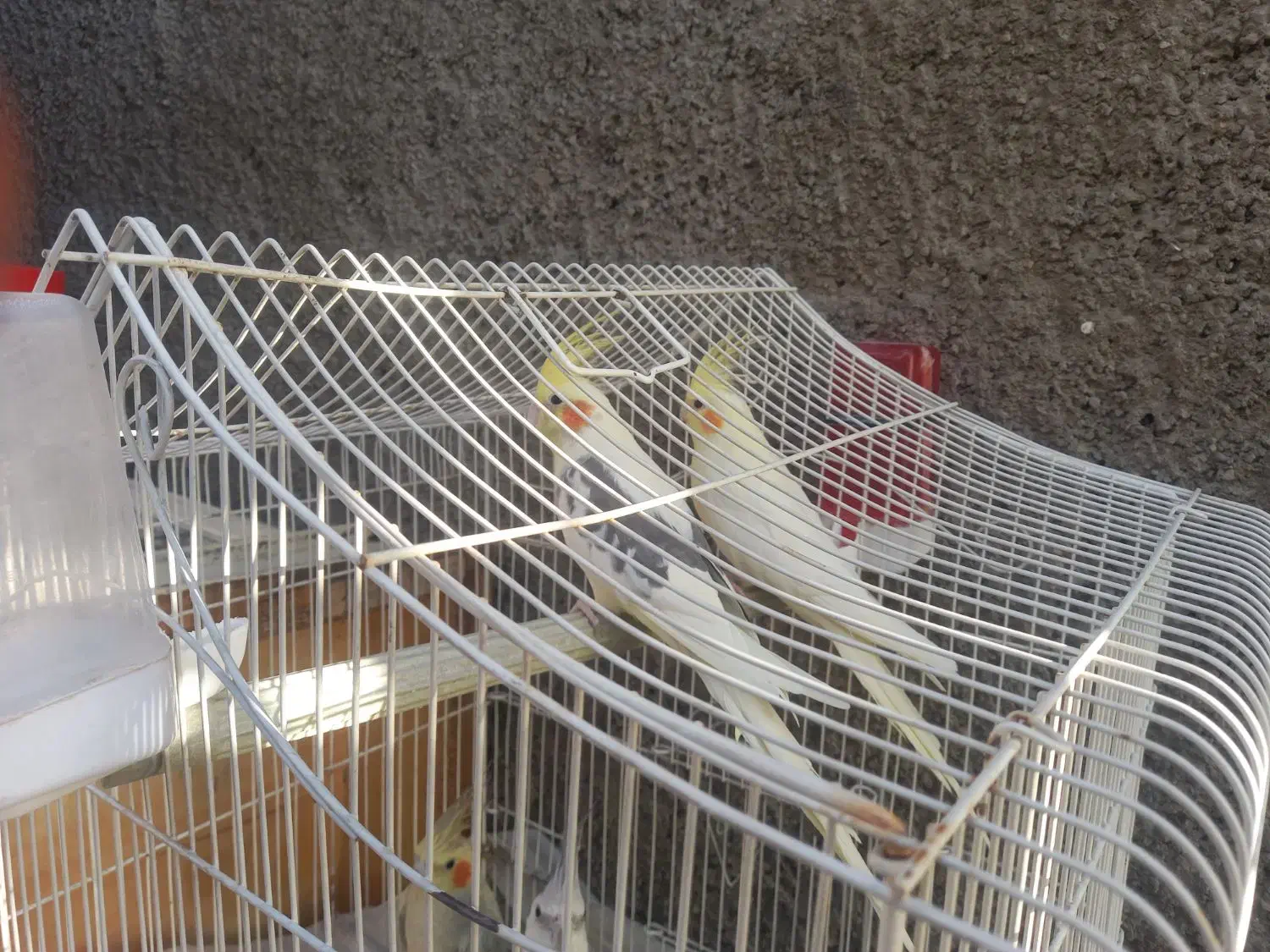 عروس هلندی|پرنده|نسیمشهر, |دیوار