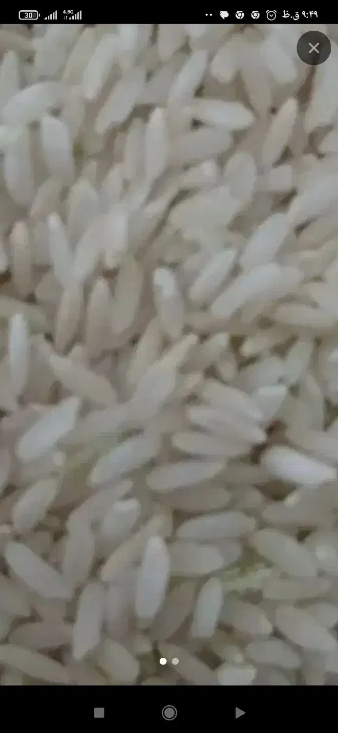 برنج چمپا|خوردنی و آشامیدنی|لردگان, |دیوار