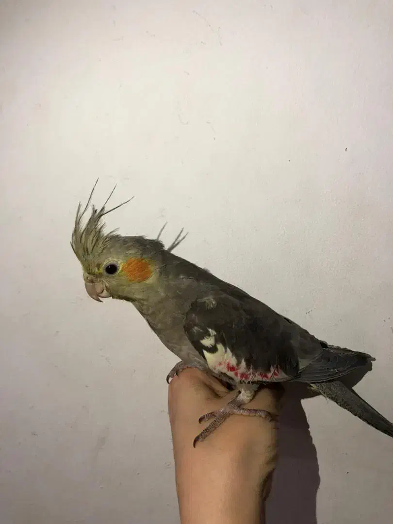 یک عدد عروس هلندی نر|پرنده|پاکدشت, شهرک امام رضا|دیوار