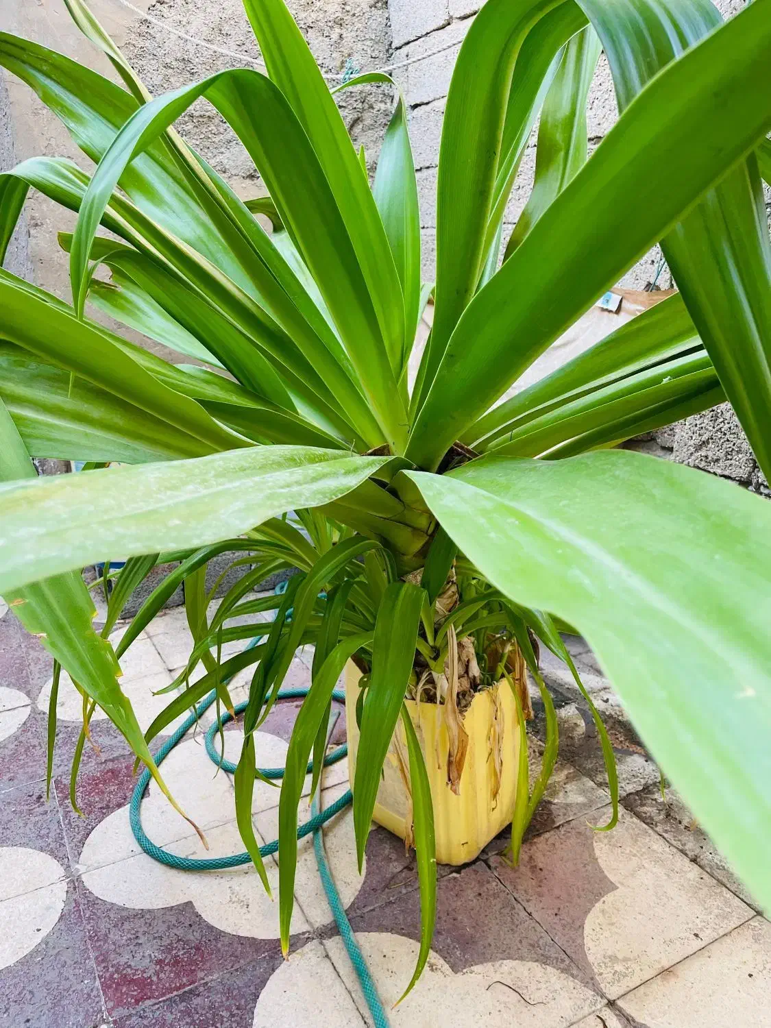 گیاه اپارتمانی برگ موزی یا سوسن عنکبوتی|گل و گیاه طبیعی|بندر گناوه, |دیوار