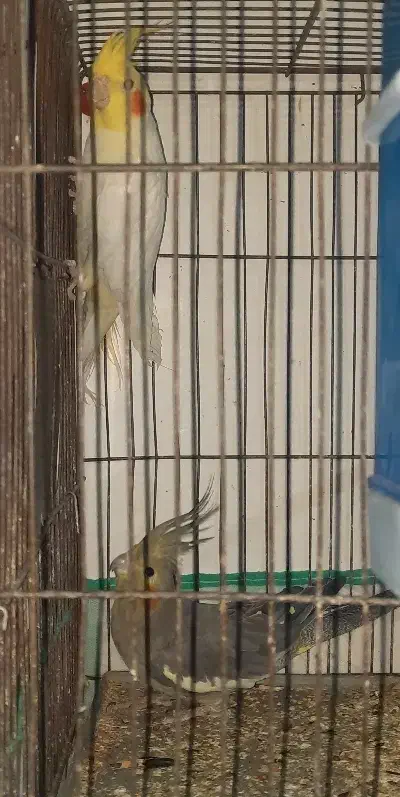 یک جفت عروس هلندی|پرنده|آذرشهر, |دیوار