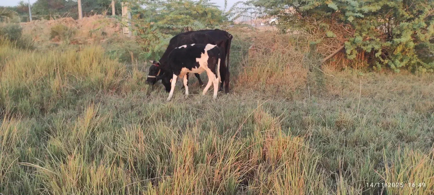 جراحی|حیوانات مزرعه|چمران, |دیوار