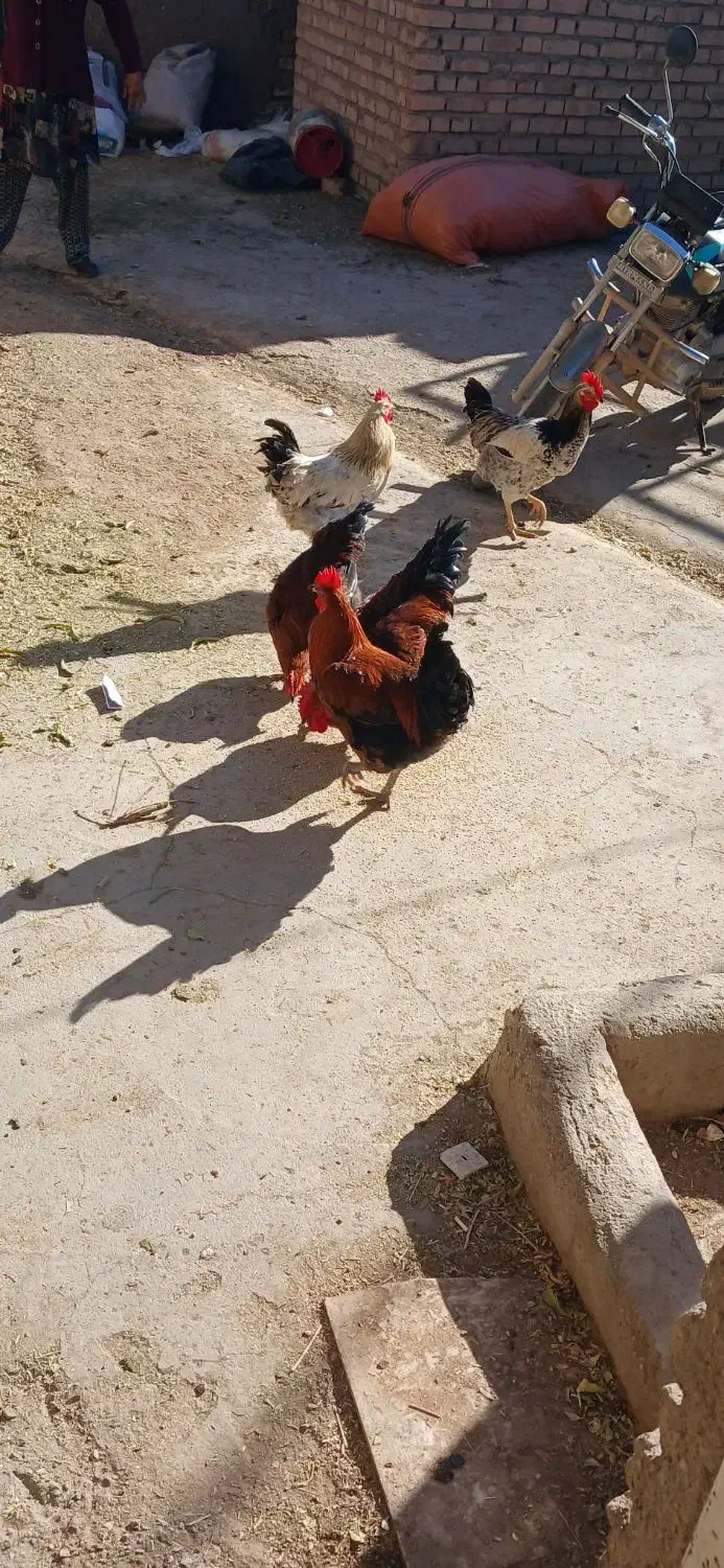 خروس|حیوانات مزرعه|فیروزه, |دیوار