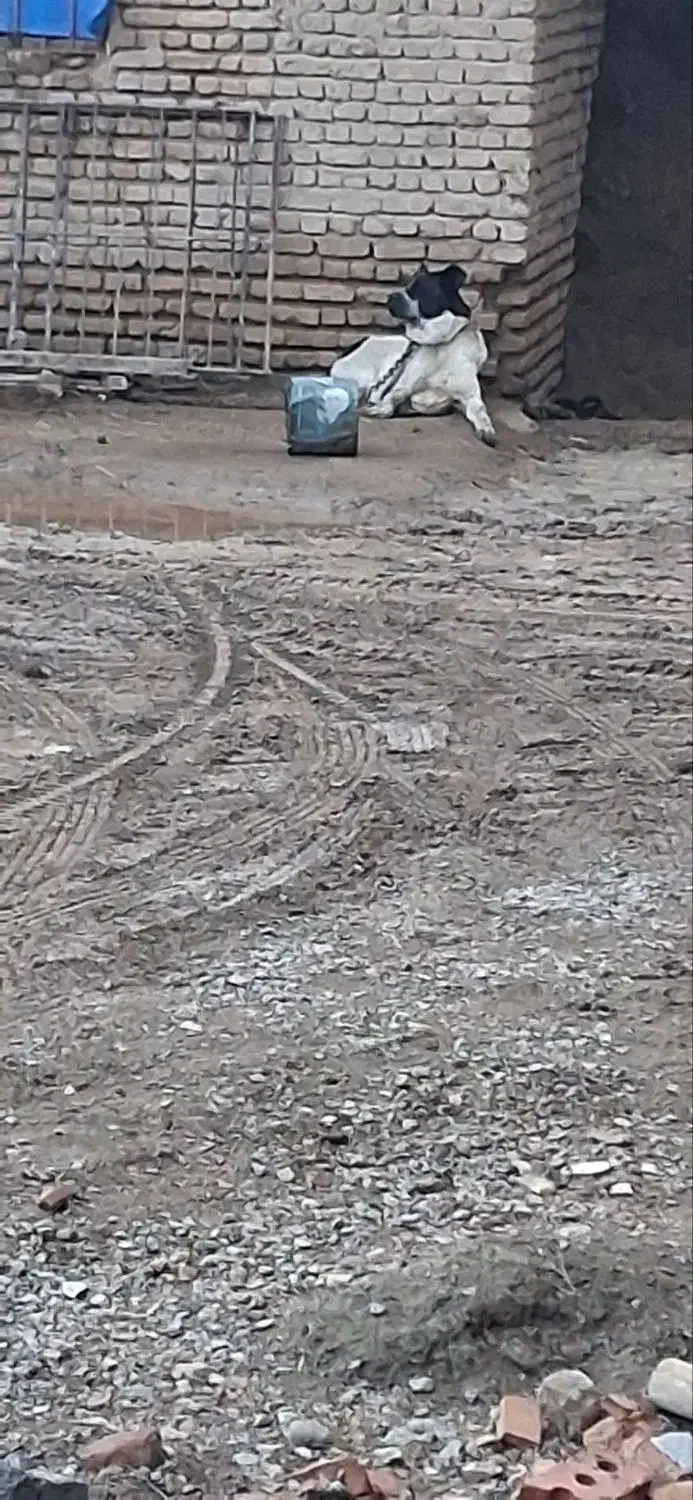 سگ سرابی|سگ|صوفیان, |دیوار