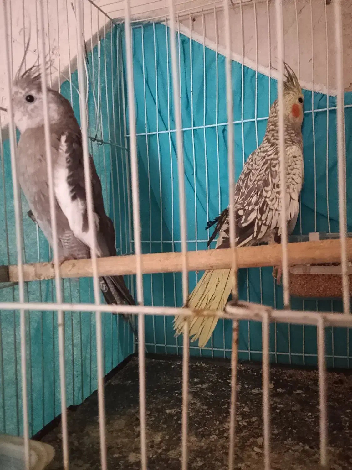 عروس هلندی صددرصد خانگی نزدیک تخم|پرنده|زاهدان, |دیوار