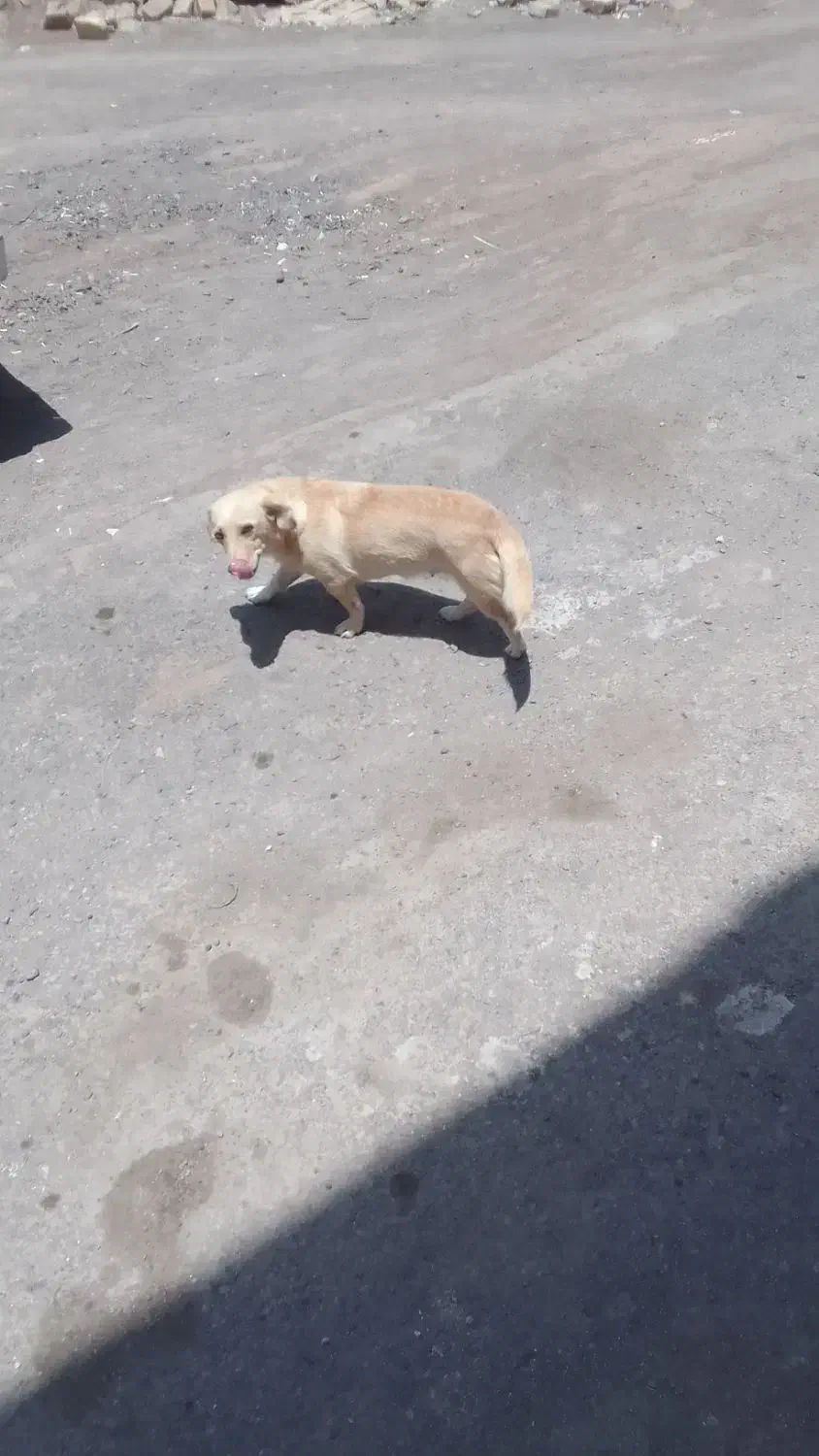 سگ ماده گمشده|حیوانات|رفسنجان, |دیوار