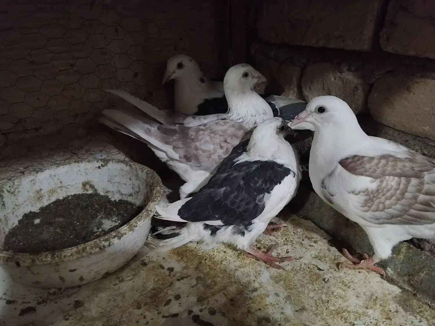 کبوترجفتگاه وپرشی|پرنده|مشهد, خواجه ربیع|دیوار