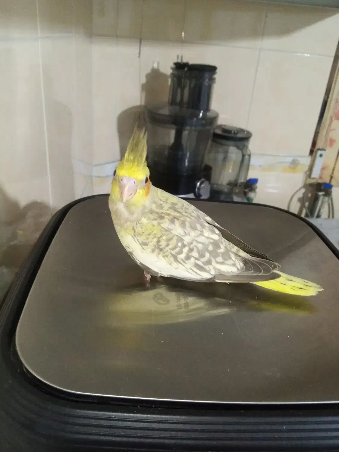 عروس هلندی نر|پرنده|شاهین‌شهر, خانه کارگر|دیوار