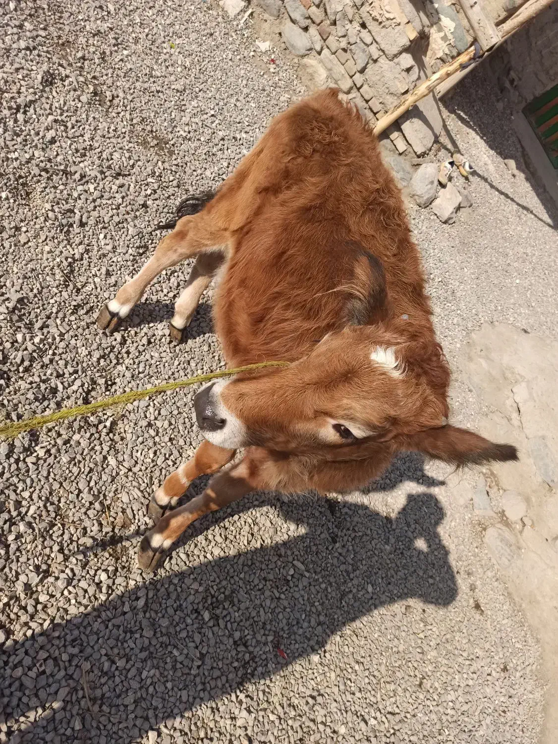 فروشی|حیوانات مزرعه|صومای برادوست, |دیوار