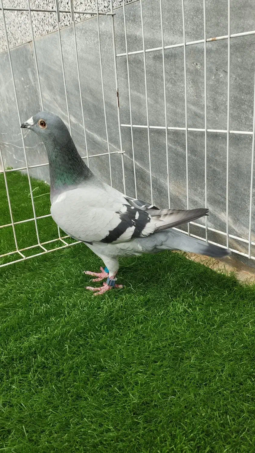 کبوترعربستان ماده|پرنده|خرمشهر, |دیوار