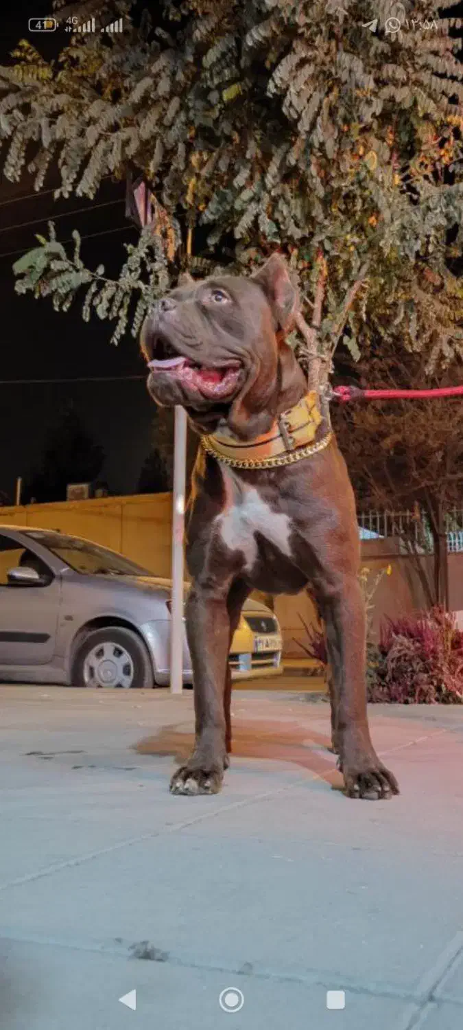 سگ پیتبول|سگ|تهران, تجریش|دیوار