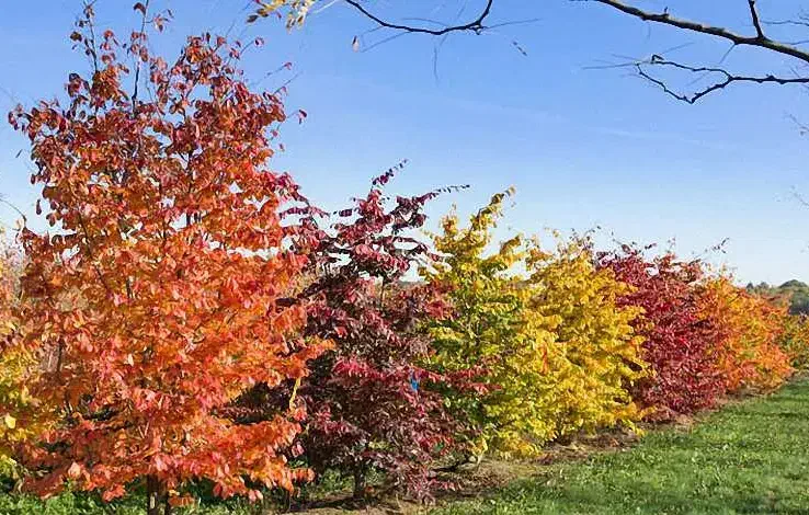 فروش نهال درخت انجیلی|خدمات باغبانی و درختکاری|املش, |دیوار