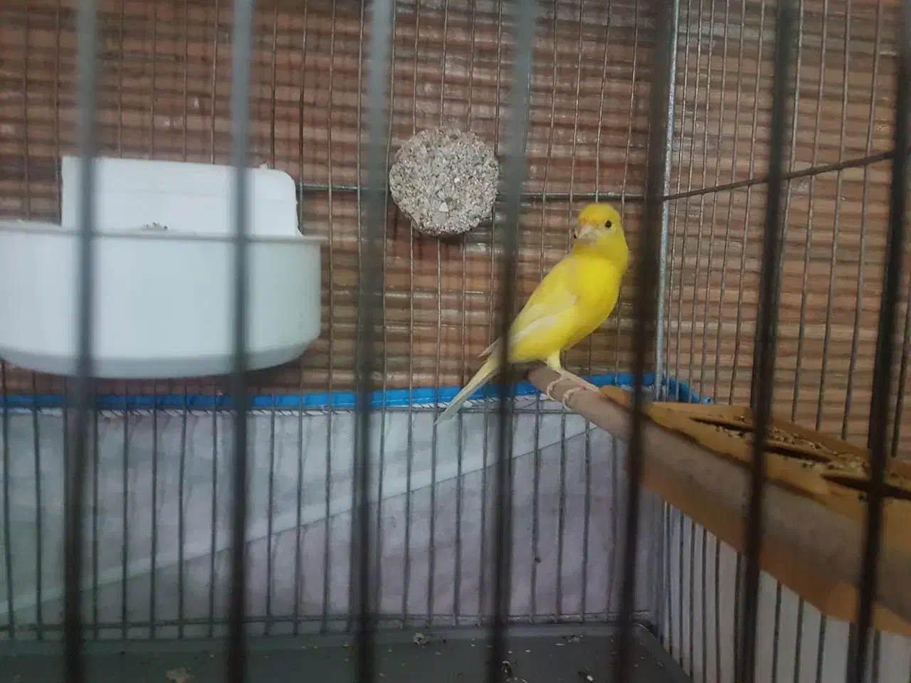 نر و ماده زرد اماده|پرنده|شاهینشهر, گزبرخوار|دیوار