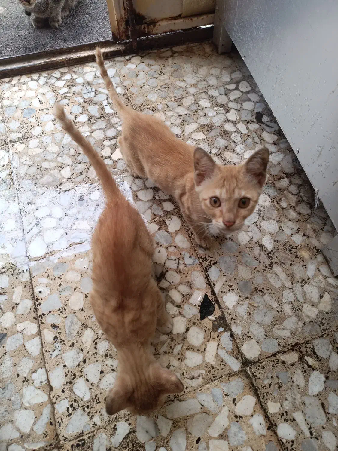 بچه گربه سه خواهر زیبا|گربه|رشت, حمیدیان|دیوار