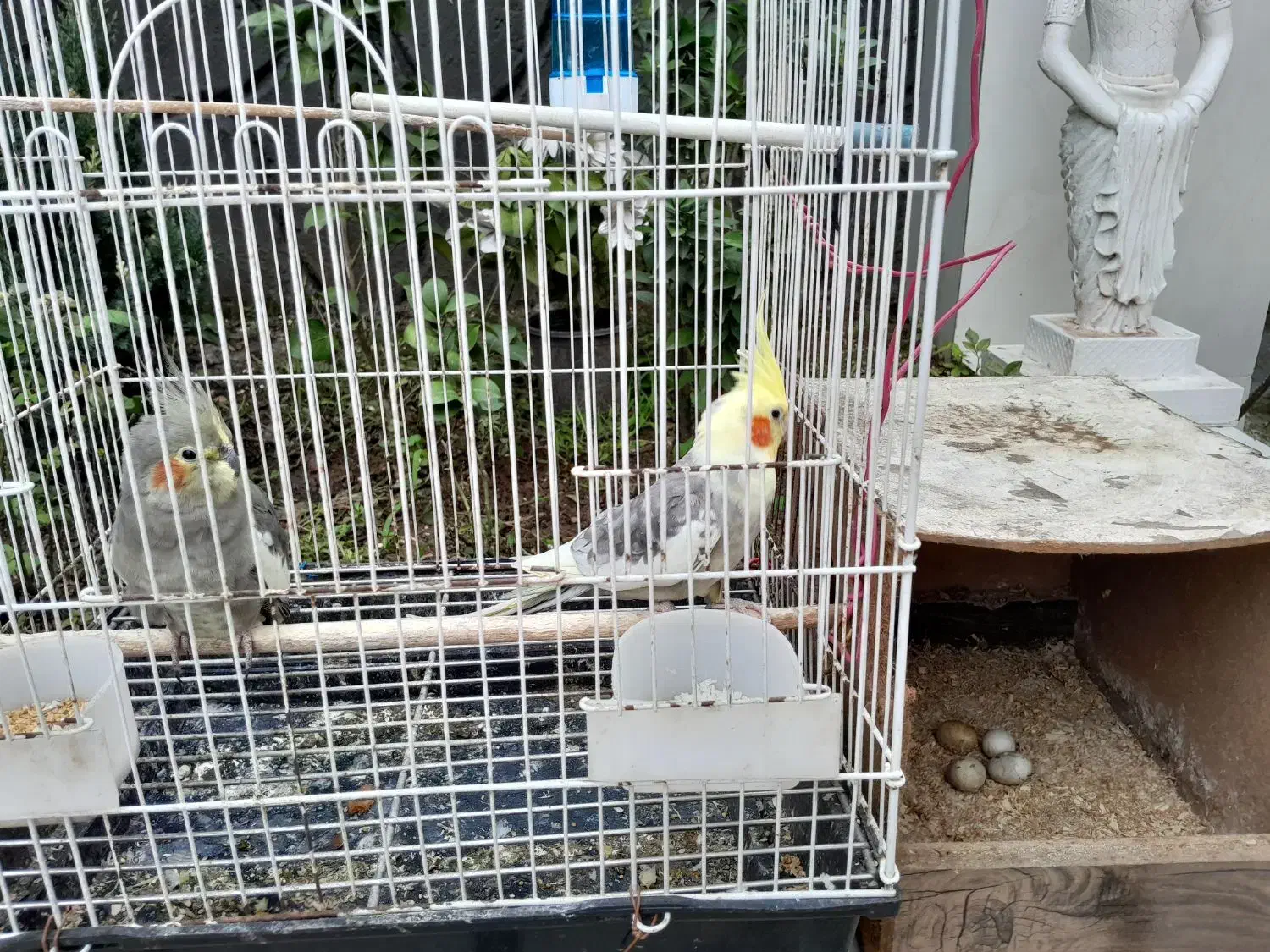 عروس هلندی|پرنده|لاهیجان, آهندان|دیوار