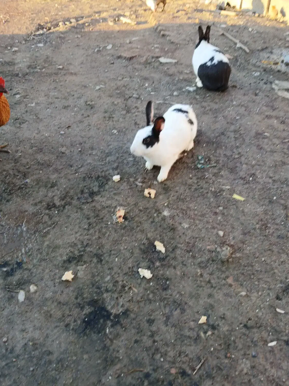 خرگوش|موش و خرگوش|سیمین شهر, |دیوار