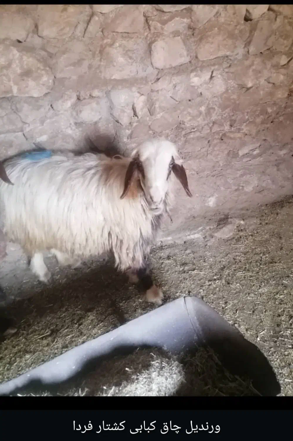 حراج حراج|حیوانات مزرعه|دهدشت, |دیوار