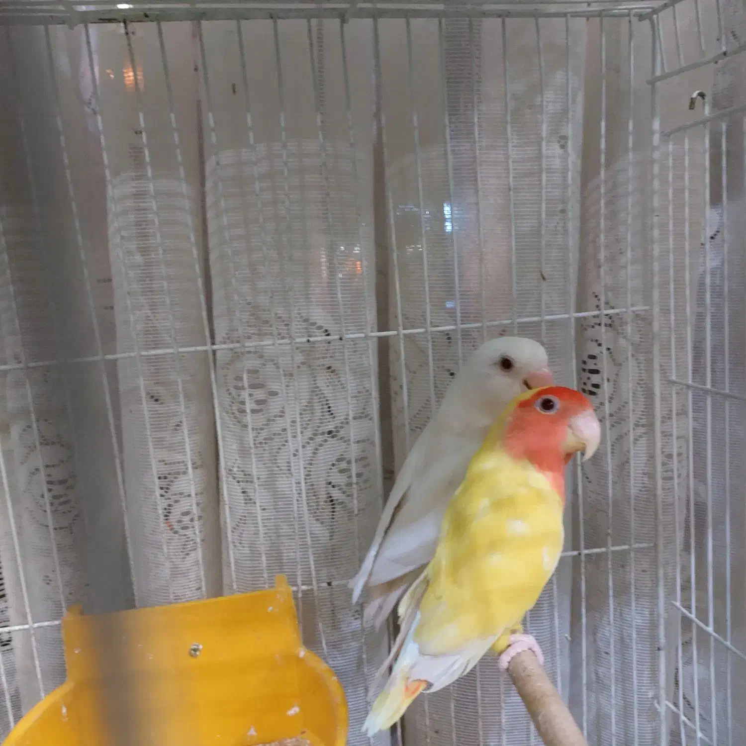 ۷جفت مولد با۴تاجوجه فوری تا۱۲شب|پرنده|اصفهان, شیخ اشراق|دیوار