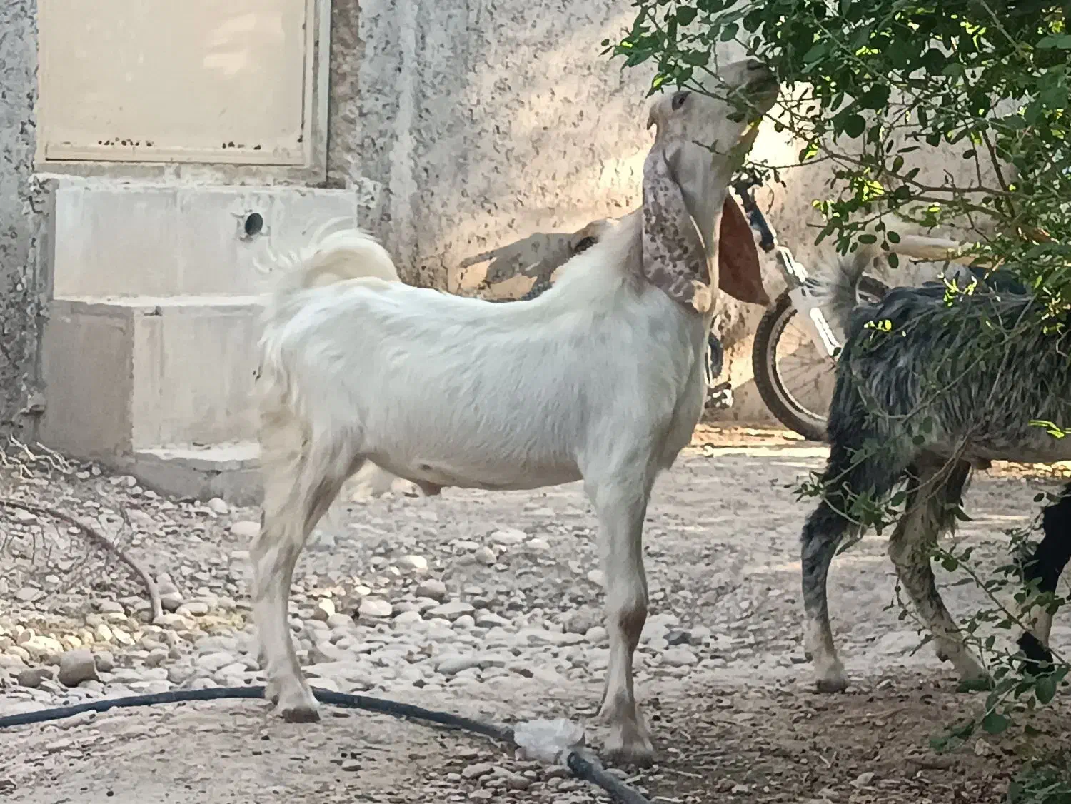 کهره نر|حیوانات مزرعه|شبانکاره, |دیوار