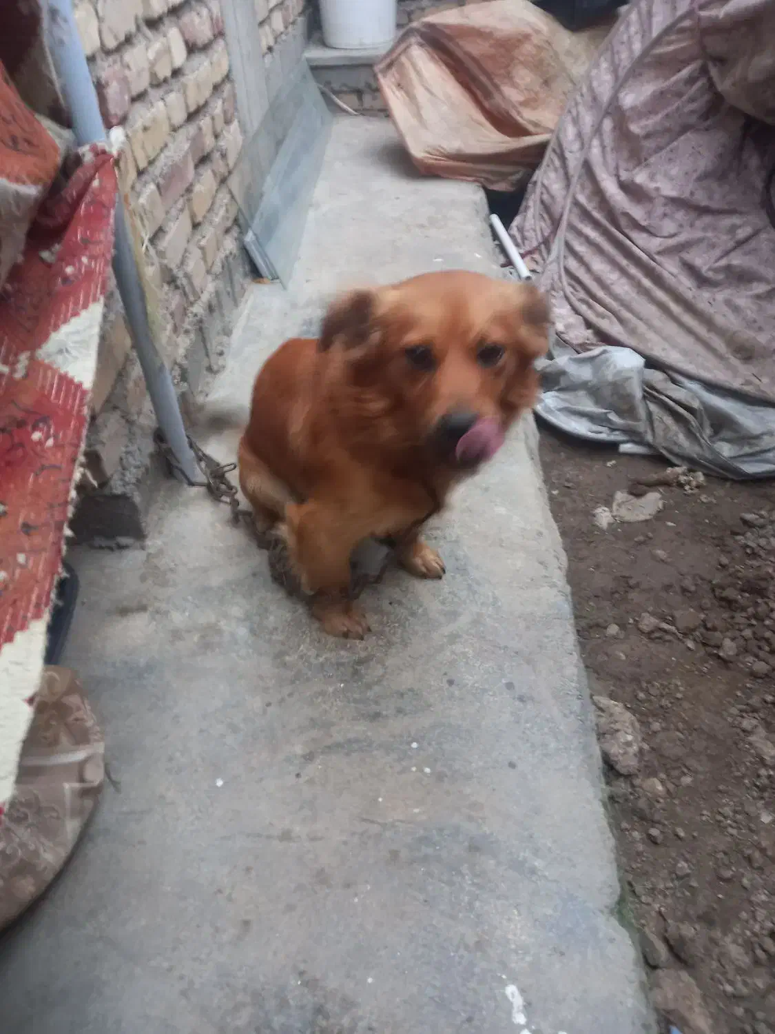 حیوان سگ پاکوتاه|سگ|نکا, |دیوار