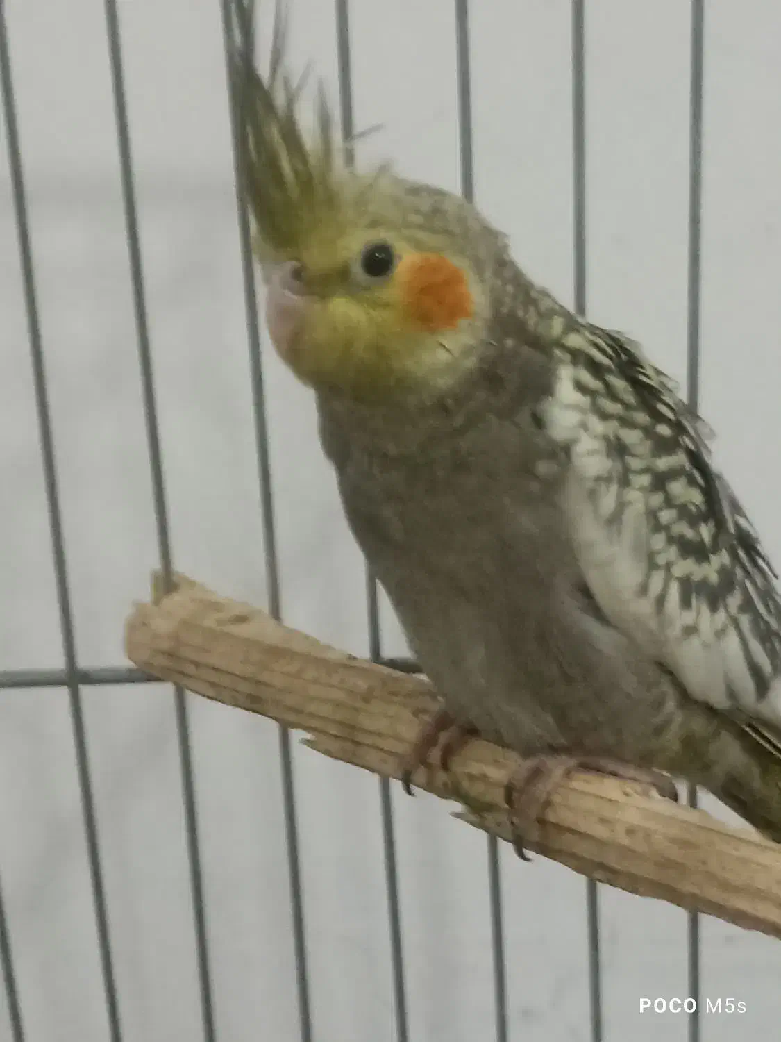 جوجه عروس هلندی|پرنده|قرچک, شهرک الحدید|دیوار