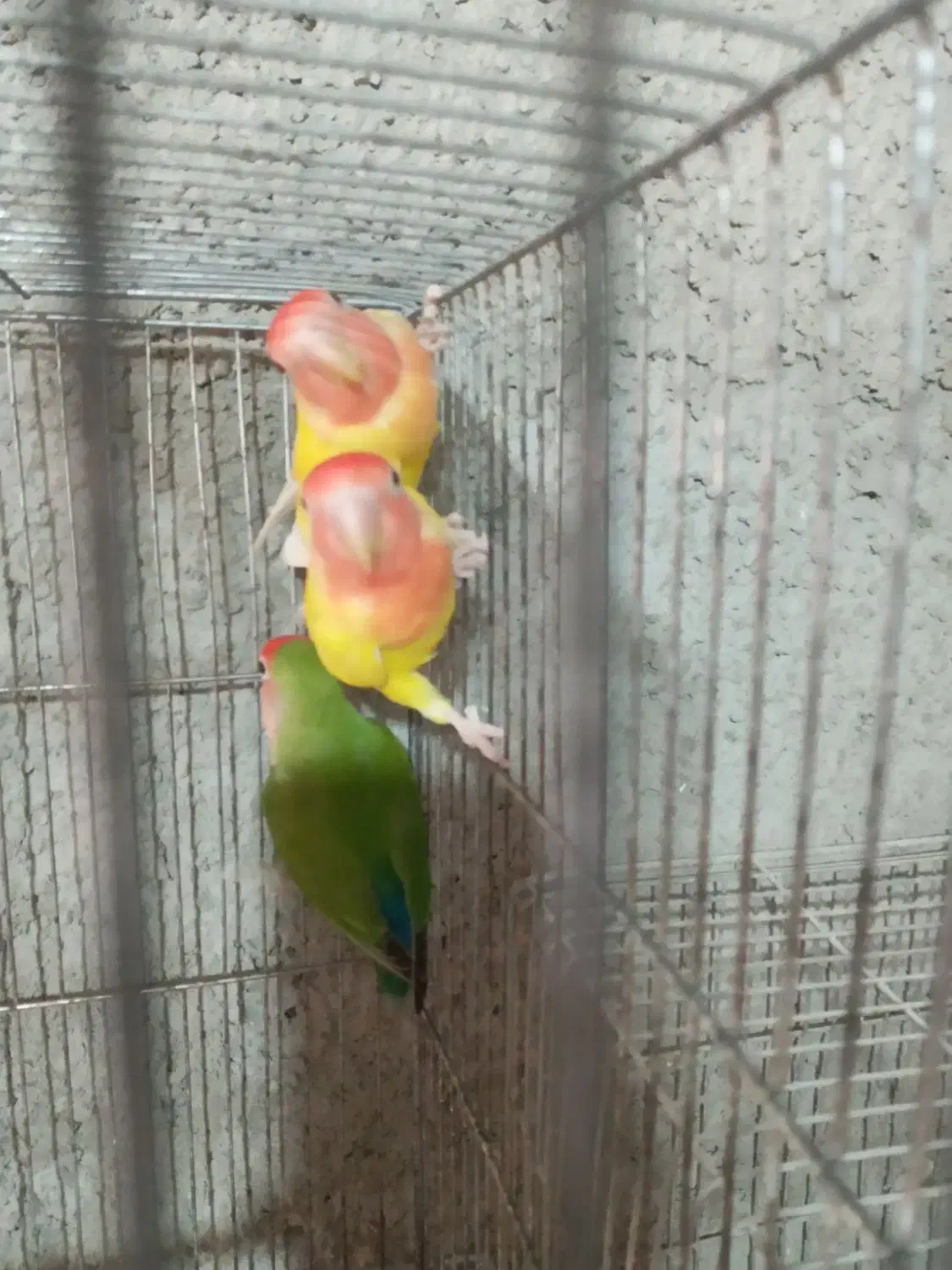 طوطی برزیلی|پرنده|مبارکه, |دیوار