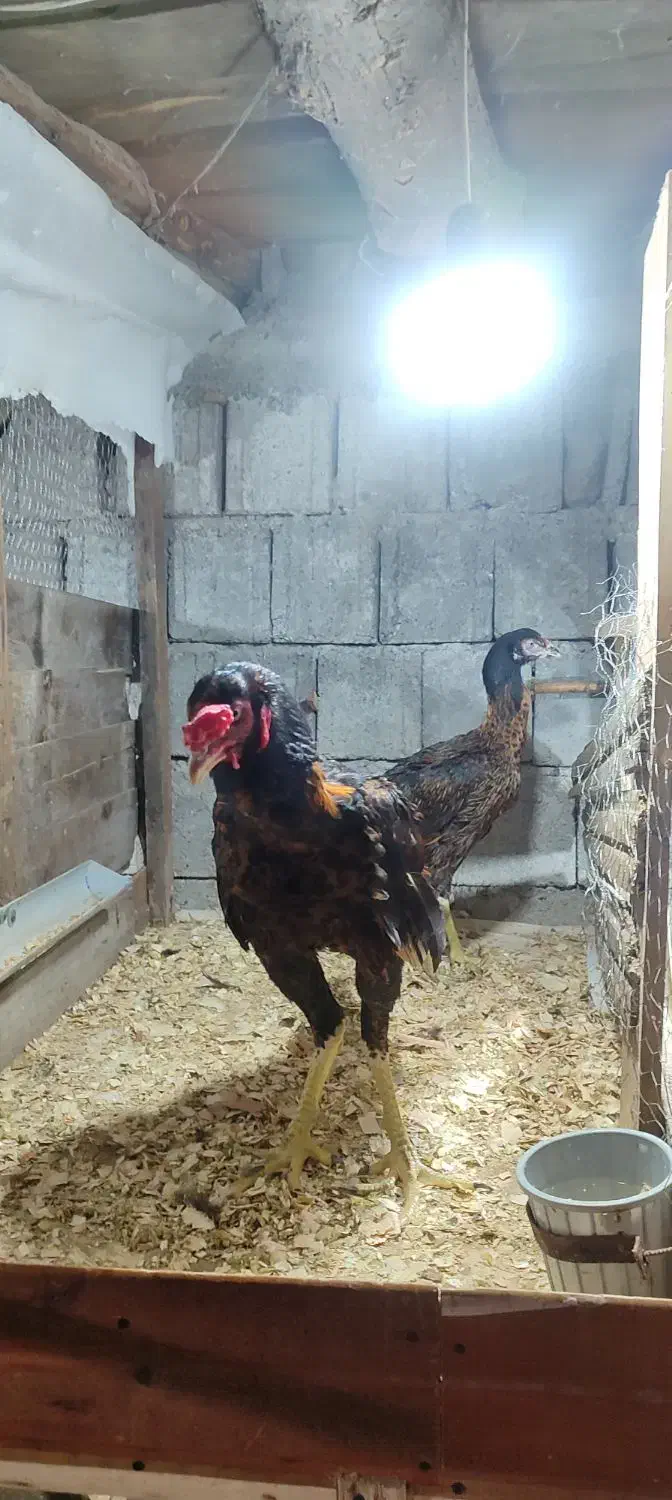 یک جفت لاری ۷ ماهه|حیوانات مزرعه|دالخانی, |دیوار