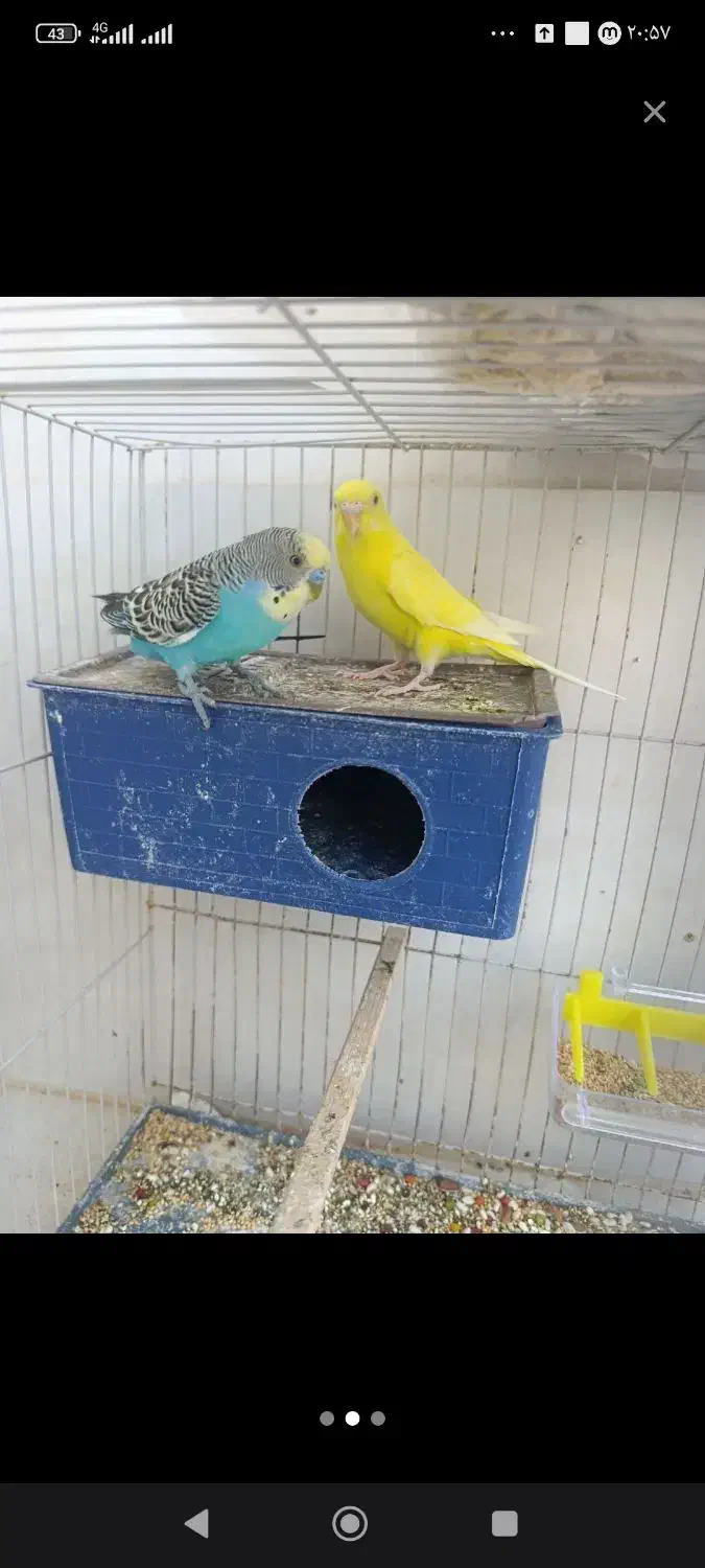 پرنده|پرنده|طبس, |دیوار