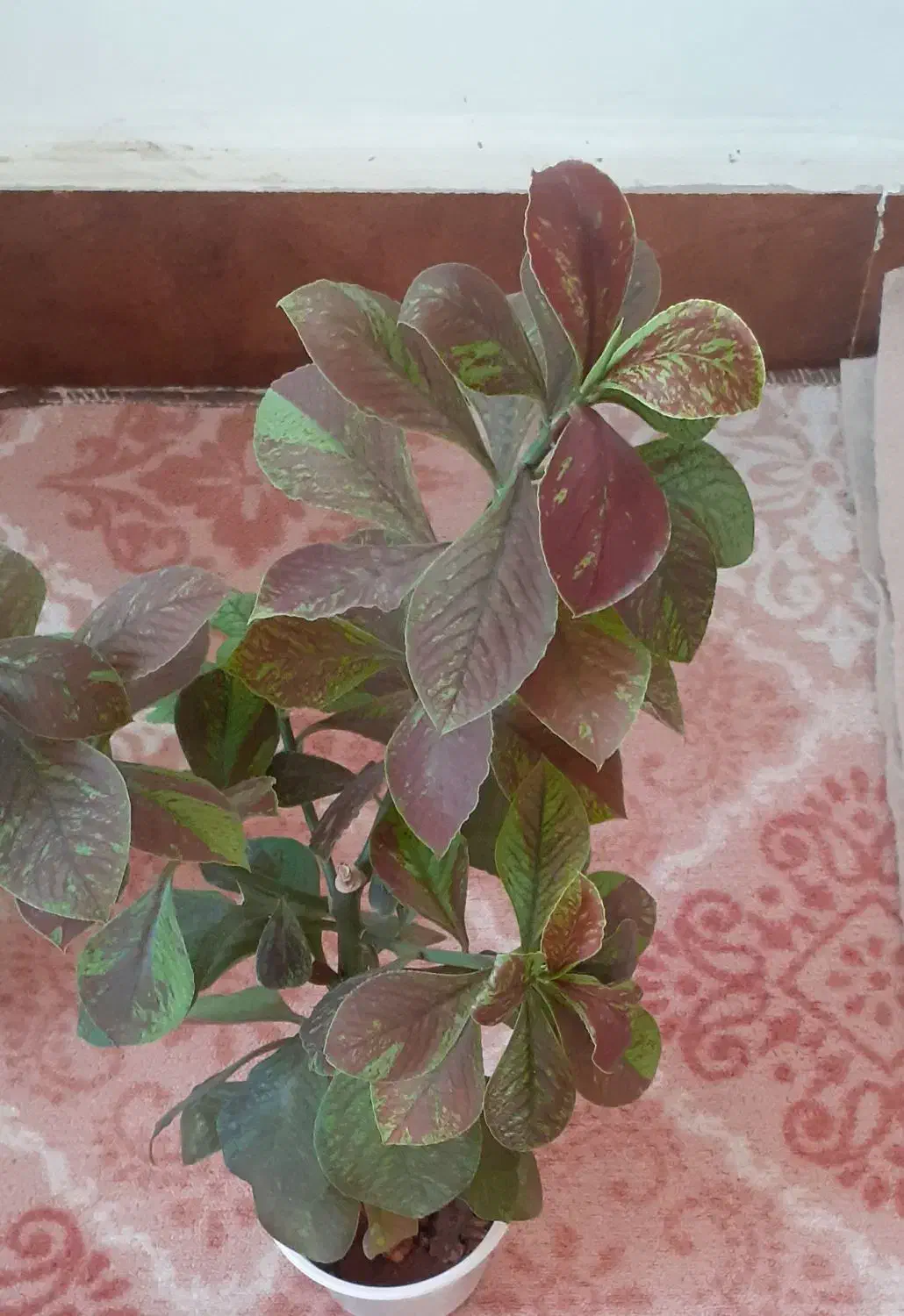 گل طبیعی|گل و گیاه طبیعی|دهلران, |دیوار