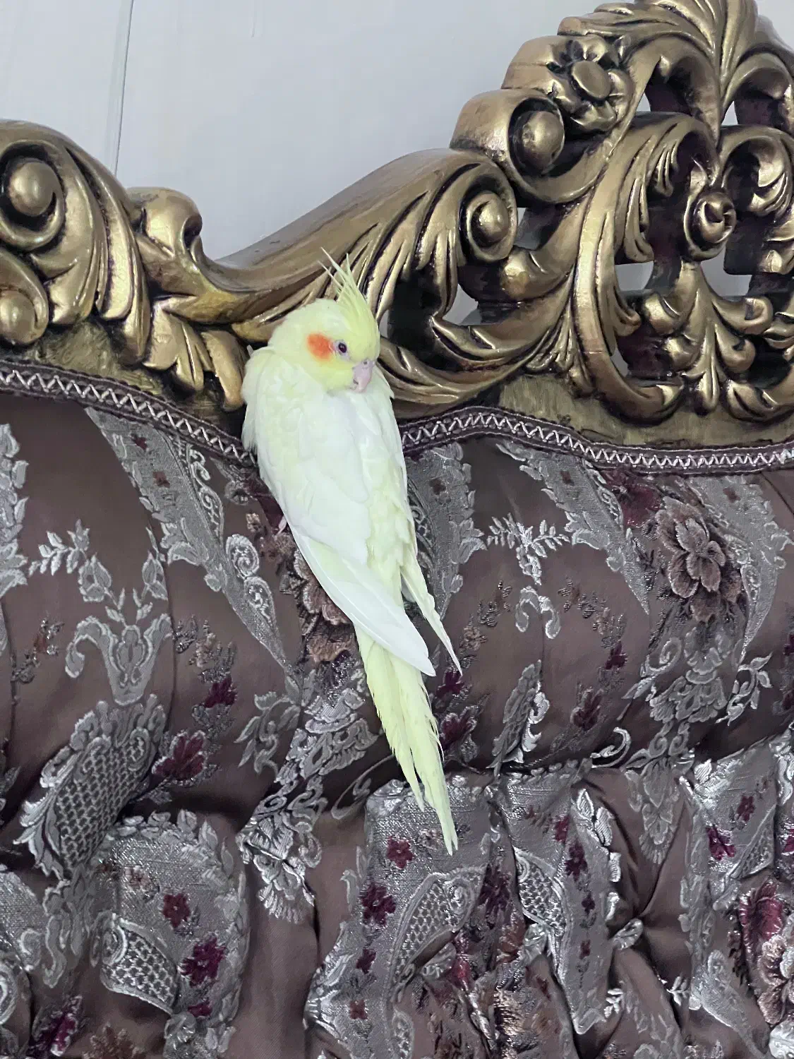 عروس هلندی گم شده|پرنده|زنجان, |دیوار