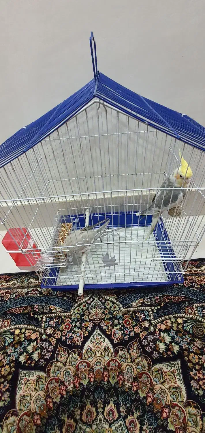 عروس هلندی|پرنده|بندرعباس, |دیوار