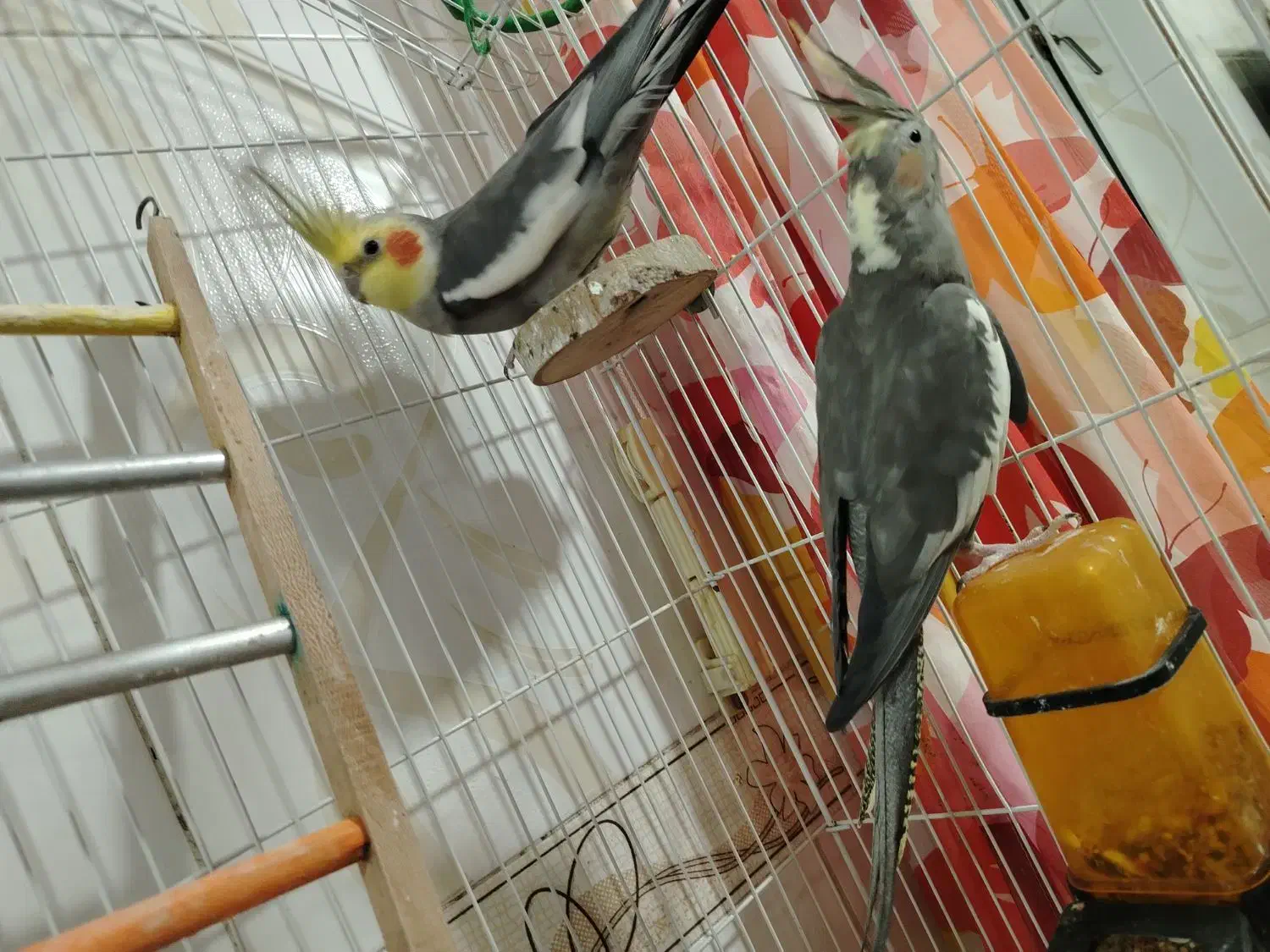 عروس هلندی جفت،آماده تخم گزاری،|پرنده|سنقر, |دیوار