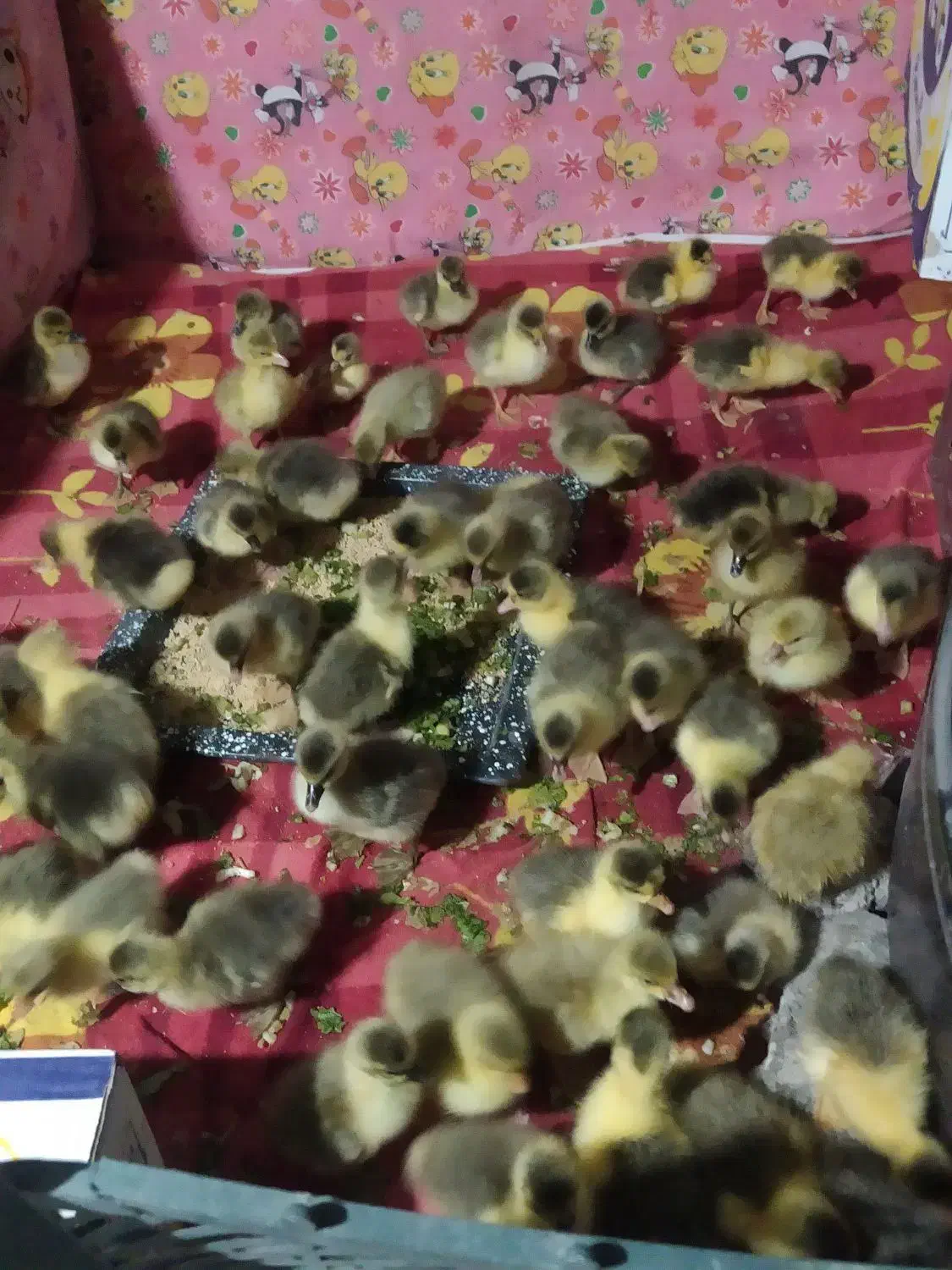 جوجه غاز|حیوانات مزرعه|هشترود, |دیوار