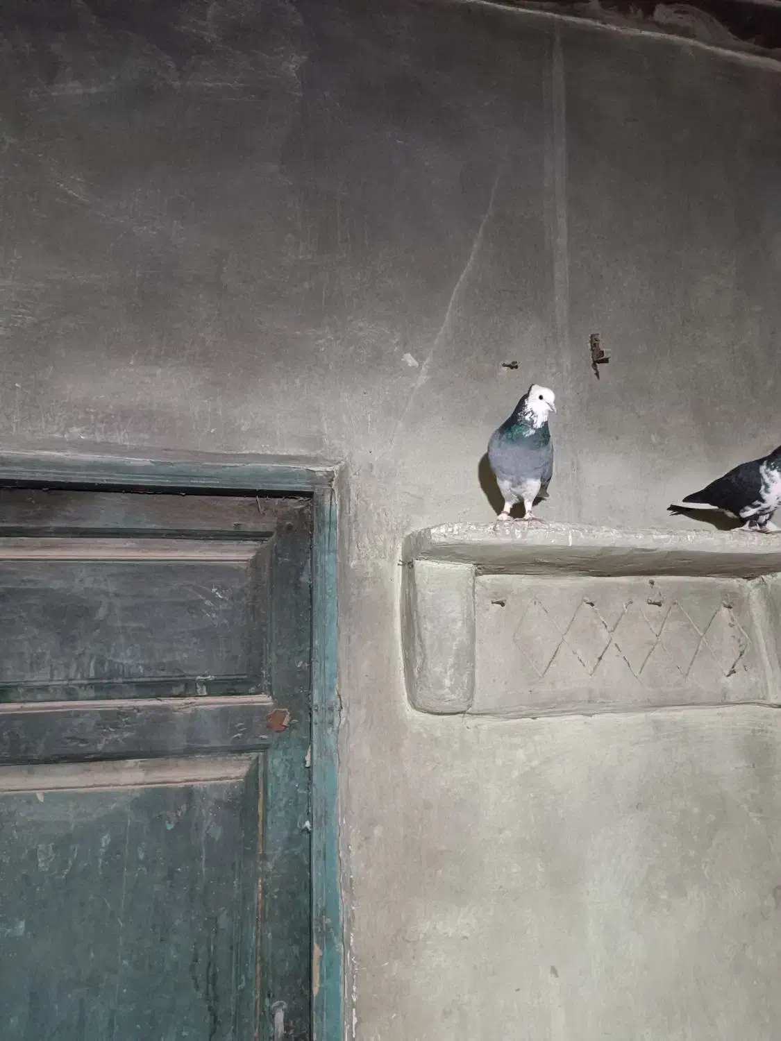 کفتر شازده سبز|پرنده|خلخال, |دیوار