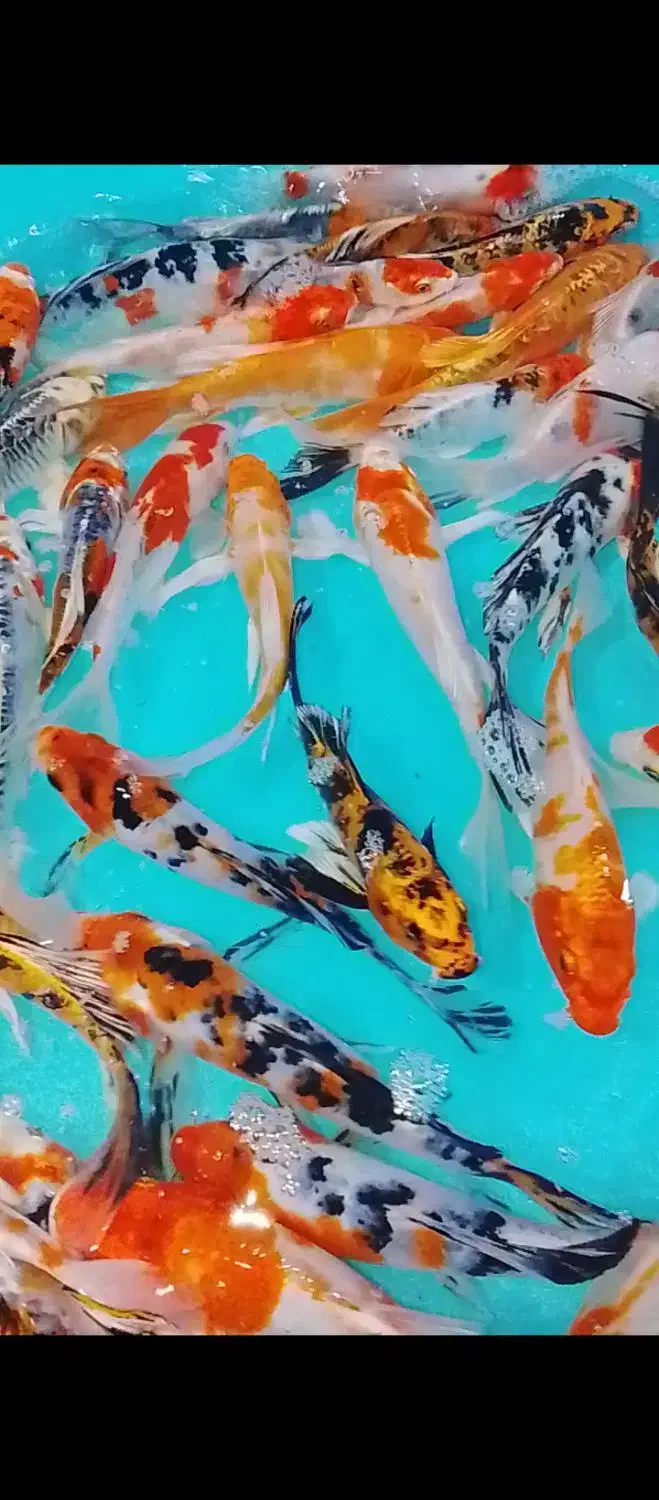 ماهی کوی سایز مولد کلکسیونی با قیمت مناسب|ماهی|تهران, مینابی|دیوار