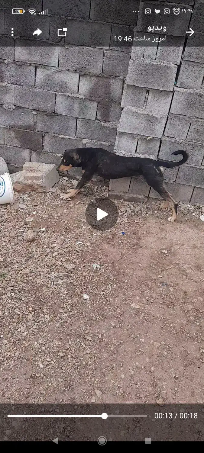 سگ دوبرمن|سگ|سرپل ذهاب, |دیوار