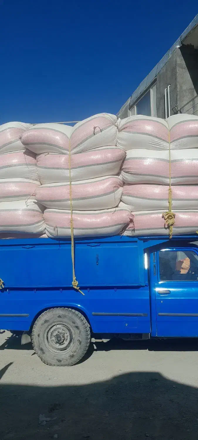 کاه گندم دیم نرم|لوازم جانبی حیوانات|بیجار, |دیوار